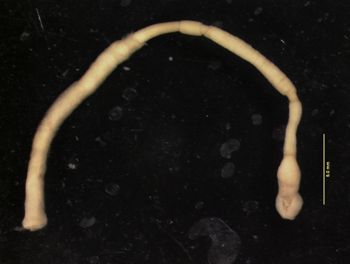 Media type: image;   Malacology 302673 Description: Specimen in ethanol;